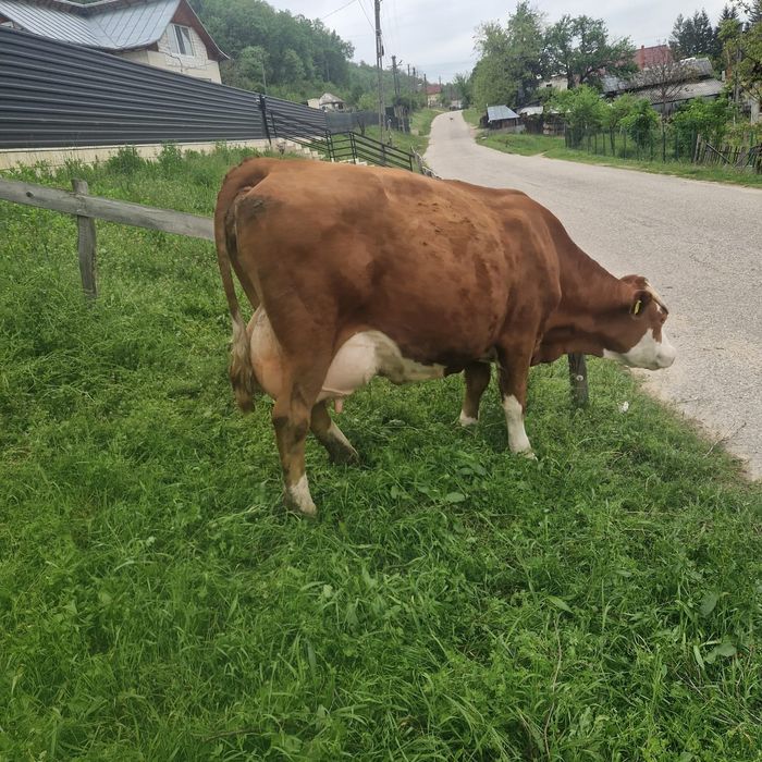 Vacă bălțată românească