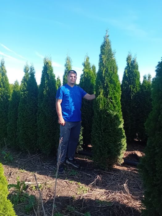 Vând tuia thuja smaragd diferite dimensiuni