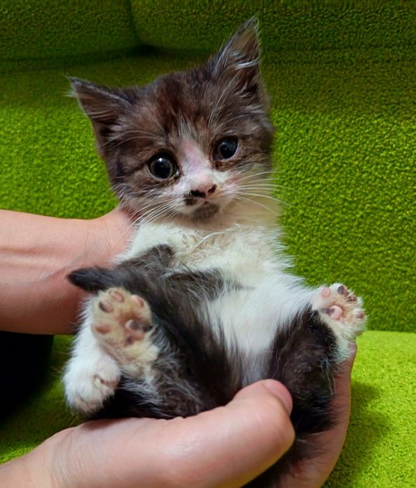 Отдам котёнка девочка