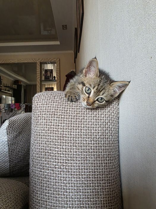 Отдам котенка в добрые руки