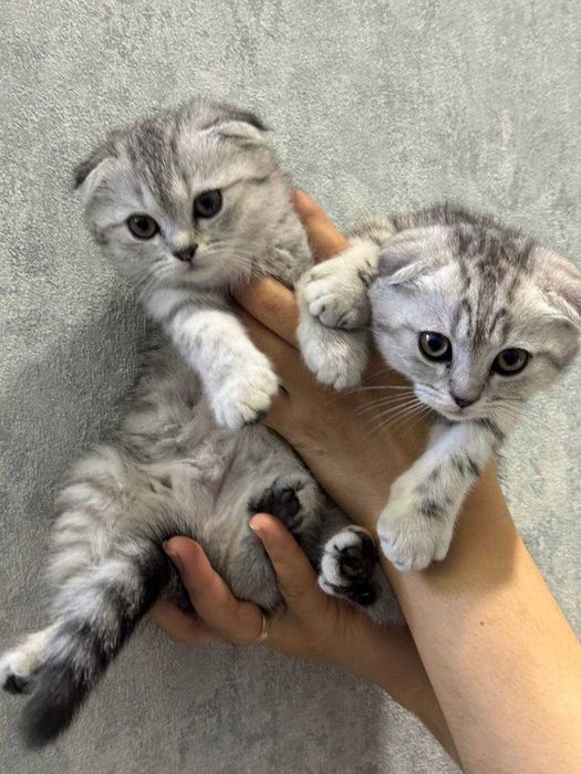 Продаются очаровательные котята!