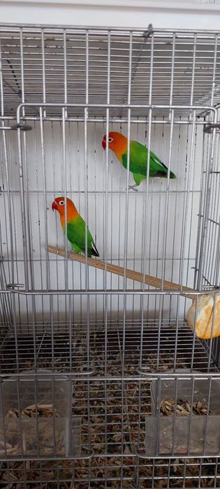 Неразлучники Карелла и Волнистые