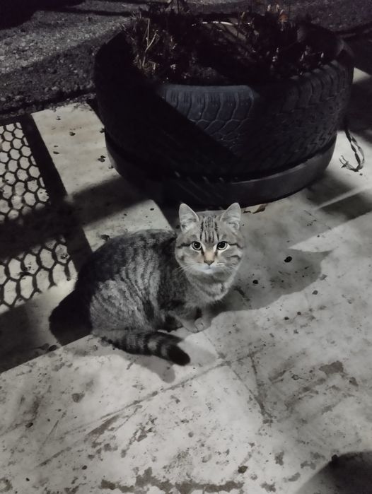 Отдам в хорошие ДОБРЫЕ руки очень игривый умный ходит в туалет