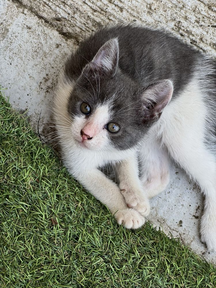 Pisoi de 2 luni - SPRE ADOPTIE