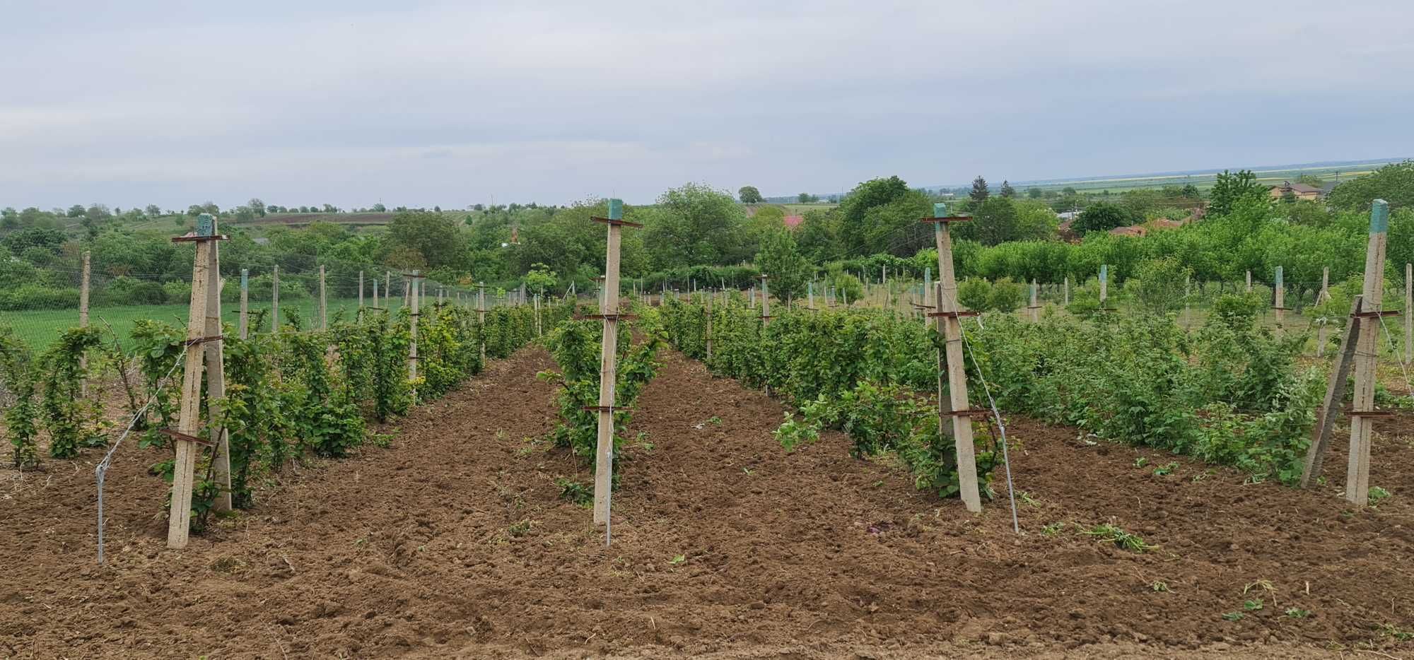 Teren intravilan, pozitie superba - 3800m2 cu Utilitati