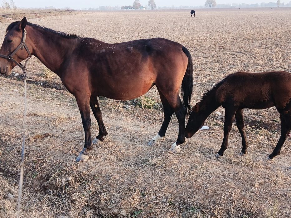 Biya sotiladi ona bola 4 chi qorin bolasi