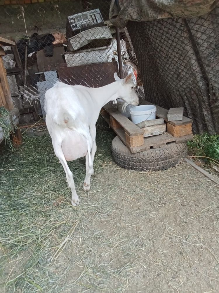 Продам козу ,хорошую..