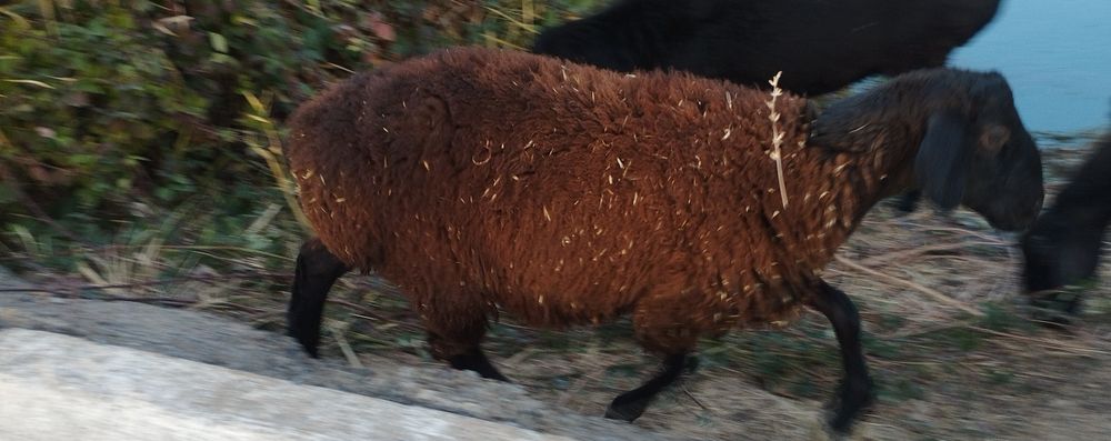 Кузилар сотилади иккта Хасан хусан