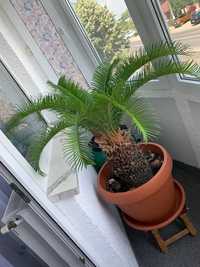 Palmieri Cycas mai multe dimensiuni