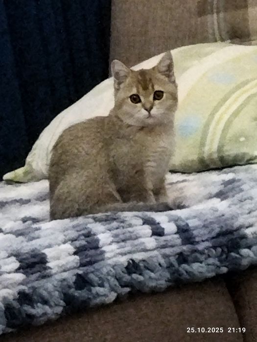 Продается котенок золотая шиншилла