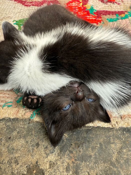 Ofer spre adopție pui pisica