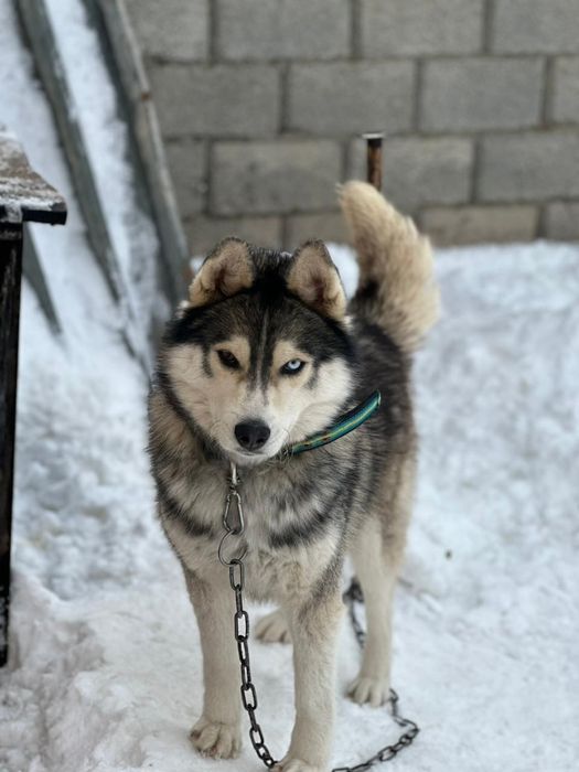 Таза қанды Лайка