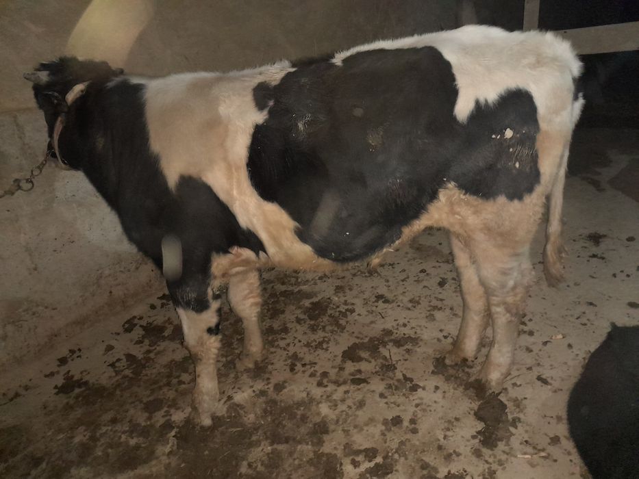 Mol sotiladi  kelishilgan holda sotiladi mol kami bor