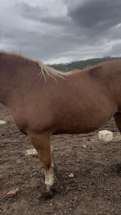 Vand iapa sange rece polonez