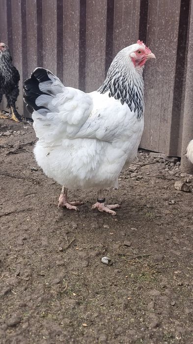 Vand un cocos brahma si gaina sussex