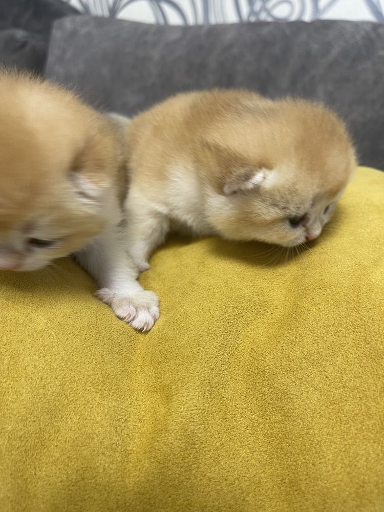 Шотландские золотые котятата шиншилята