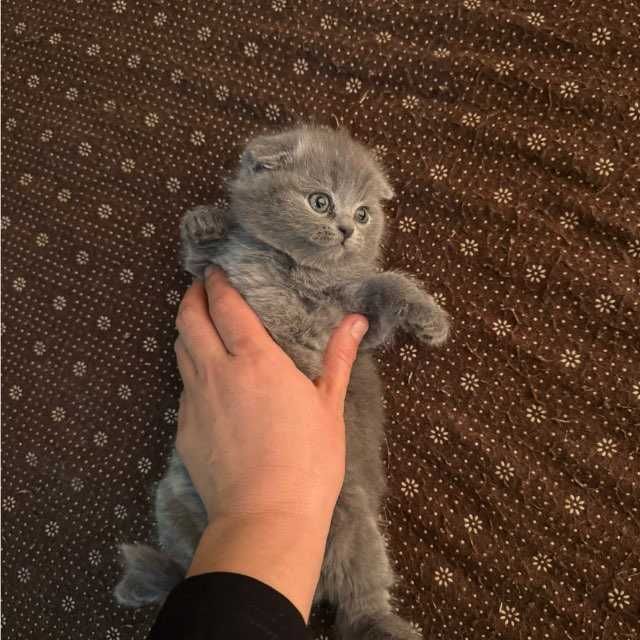 Skotish fold  ogil qiz.