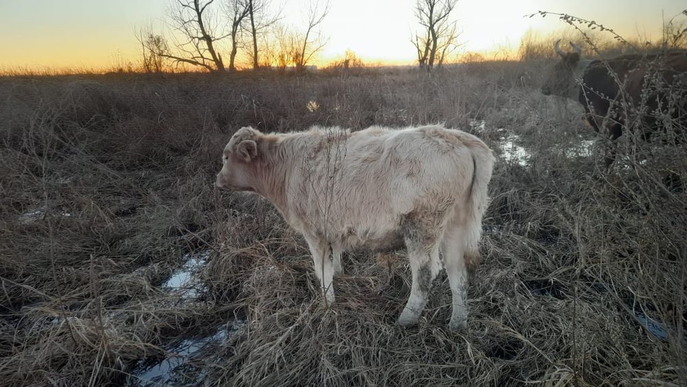 Продам бычкааааа