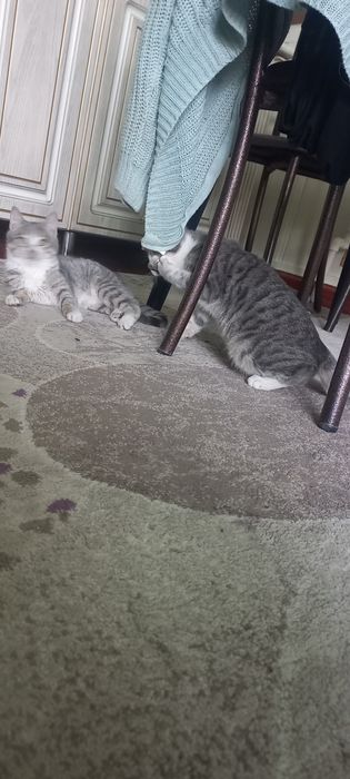 Одам бесплатно хорошые руки