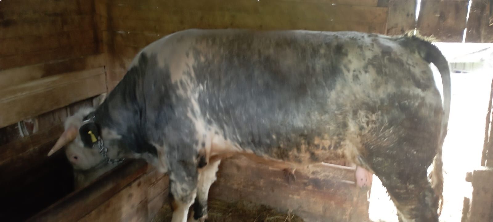 De vânzare taur de 600, 700kg