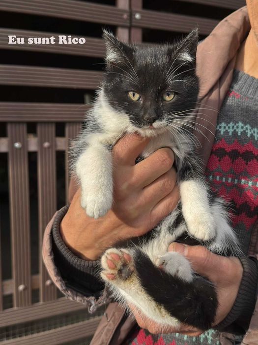 Donez pui pisica in Arges, Adoptie pisici Arges