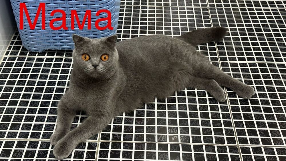 Скотишт фолд и скоттиш страйт