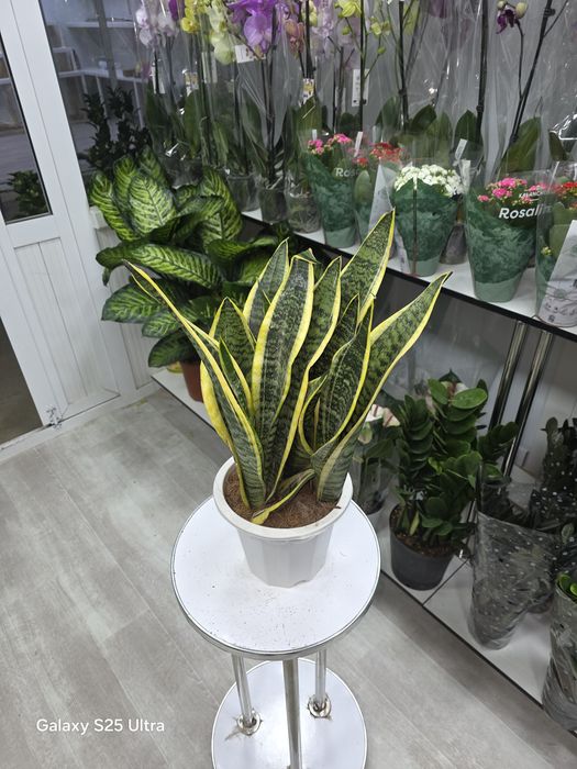 Продается Сансевиерия