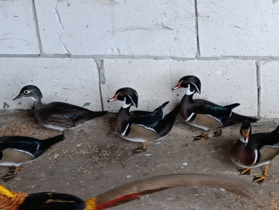 Rate Caroline de vazare