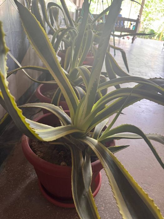 Aloe gullari 2xil