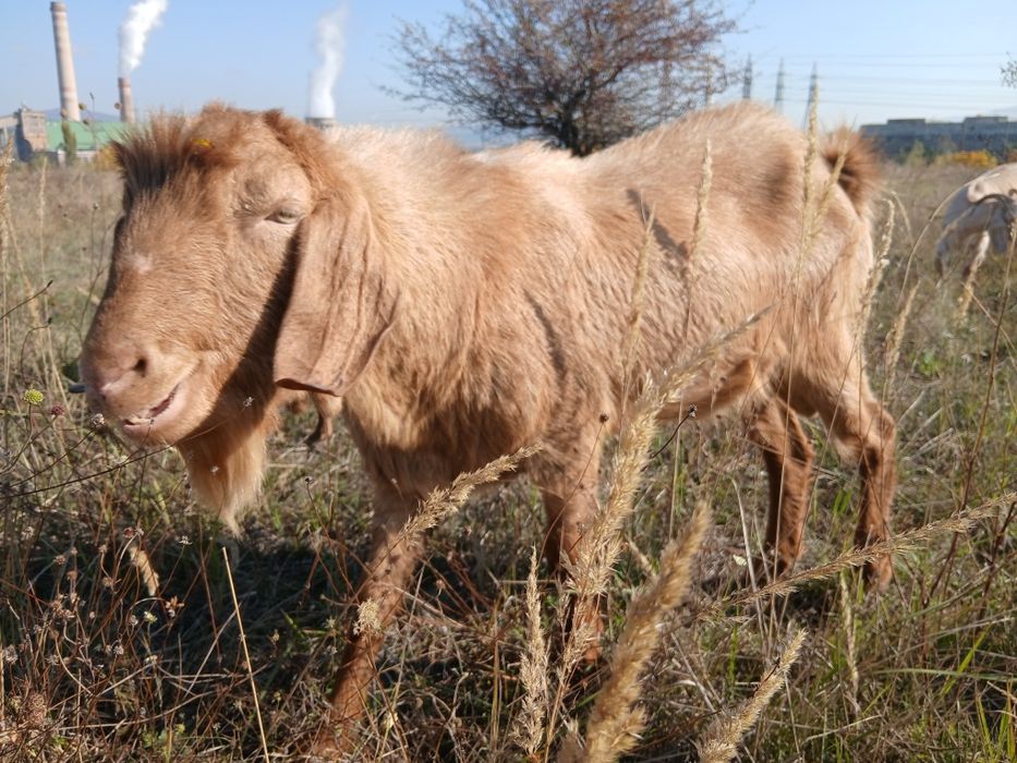 Пръч козел много активен.