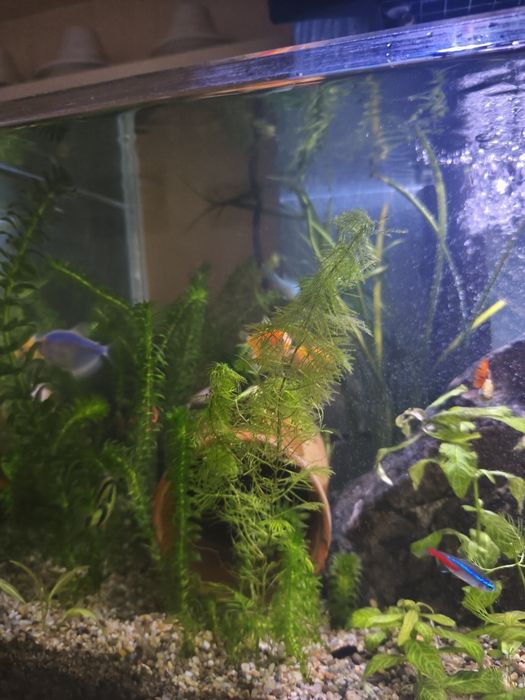 Acvariu complet 60 lirtri