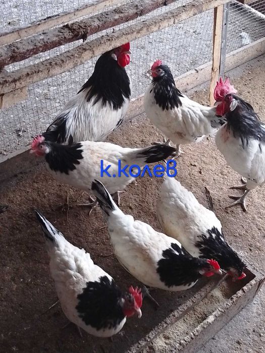 Продавам едно петле и две ярки Лакендфелдер