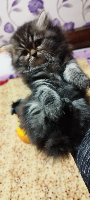 Персийски котенца