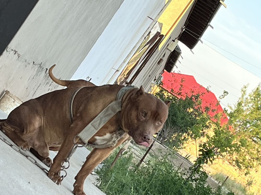 Pitbul toza zotttt