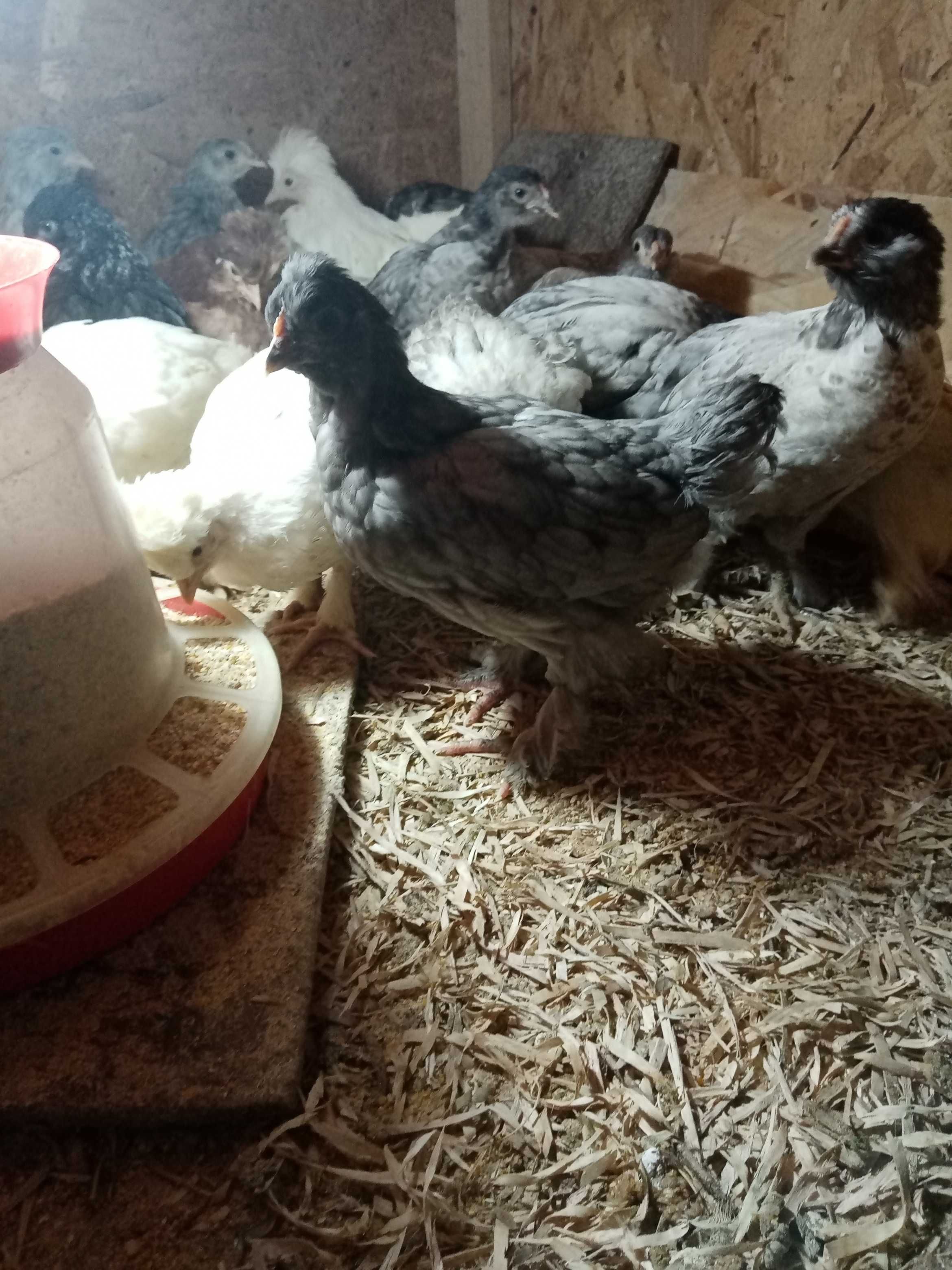 Vând pui moțați, bărboși si încălțați