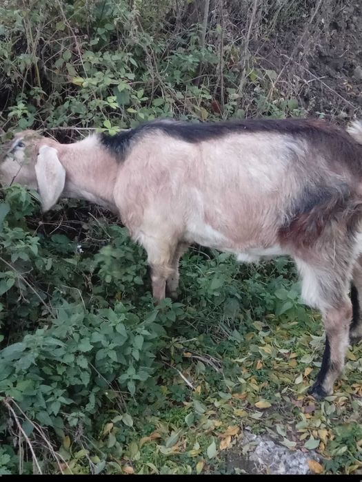 Tap metisi anglonubian