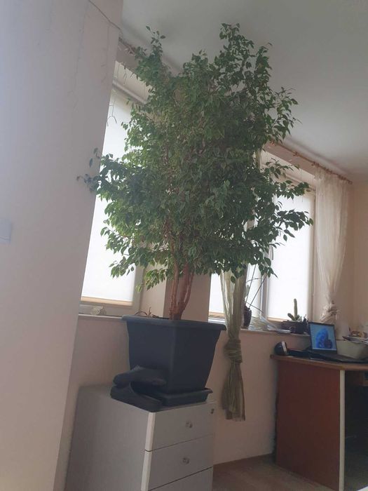 Голям фикус Бенджамин с пъстри листа