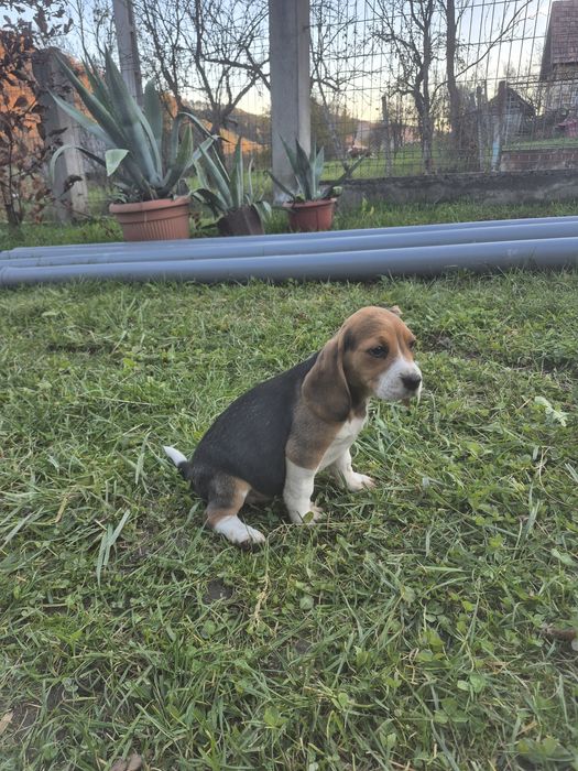 Cățelus Beagle Tricolor