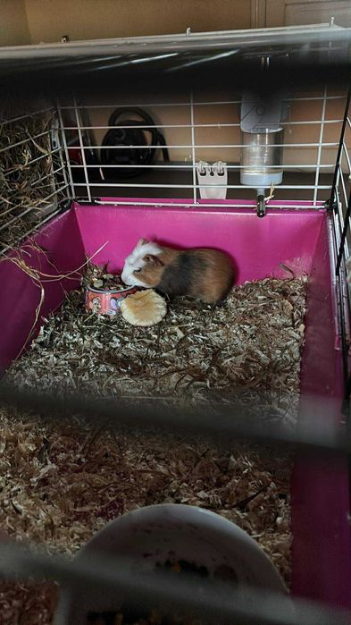 Vând porcușor de guineea