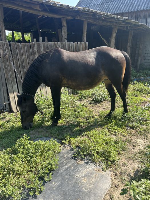 Vand iapa foarte cuminte