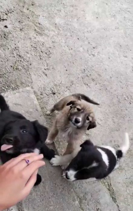 Ofer spre adopție 3 cățelușe de talie mare