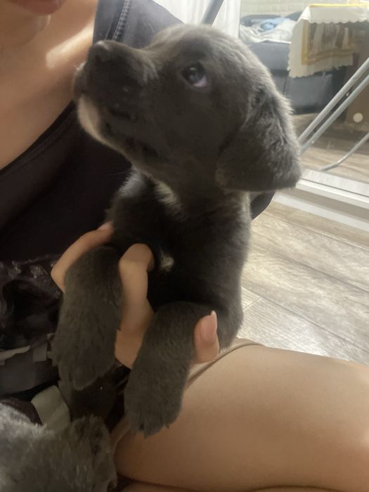 Продаются щенки Кане корсо