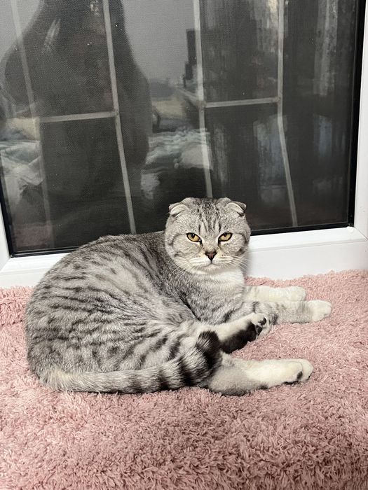 Нашли шотландскую кошку!