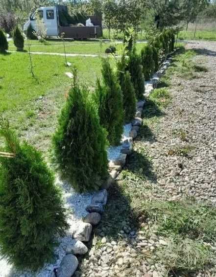 Plante Ornamentale