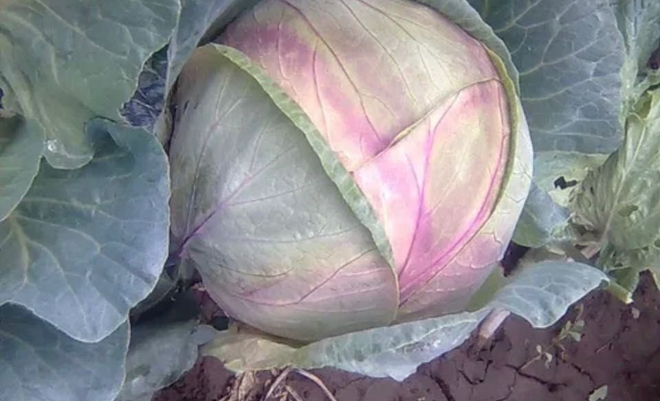 Домашно зеле на най- ниски цени!