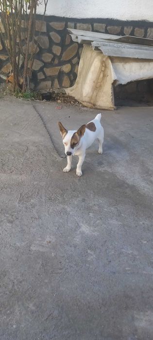 DJAK RASEL na 5 meseca sas vaksini i pasport