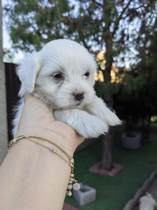 Bichon Maltez mascul