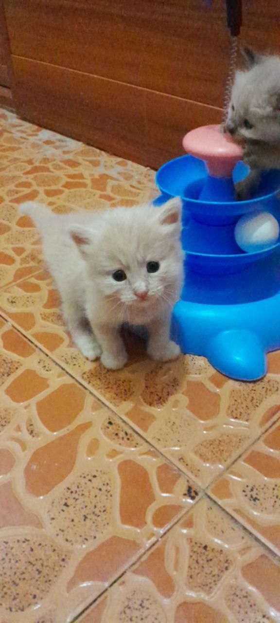Домашний котёнок мальчик