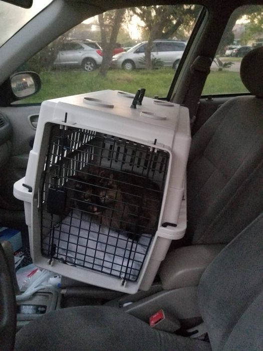 Transport animale de companie