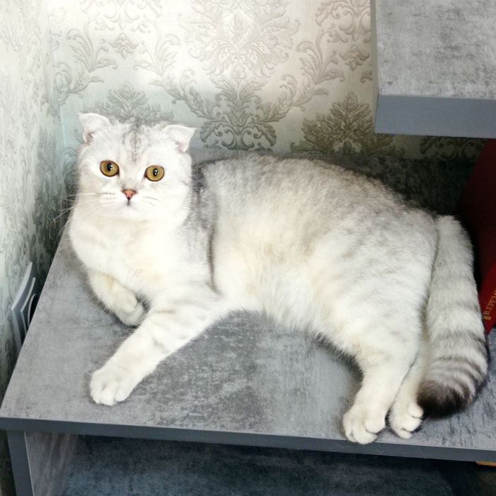 Продаются котята